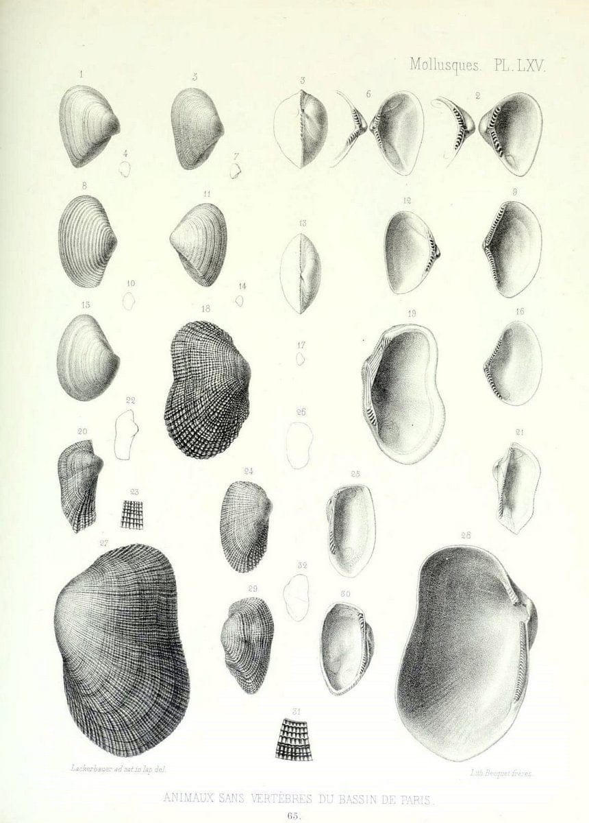 Description des animaux sans vertÃ¨bres dÃ©couverts dans le bassin de Paris :.Paris :Balli | "Mollusks, Fossil" Paleontology "Paris Basin (France)"  | Vintage Print Reproduction 467787