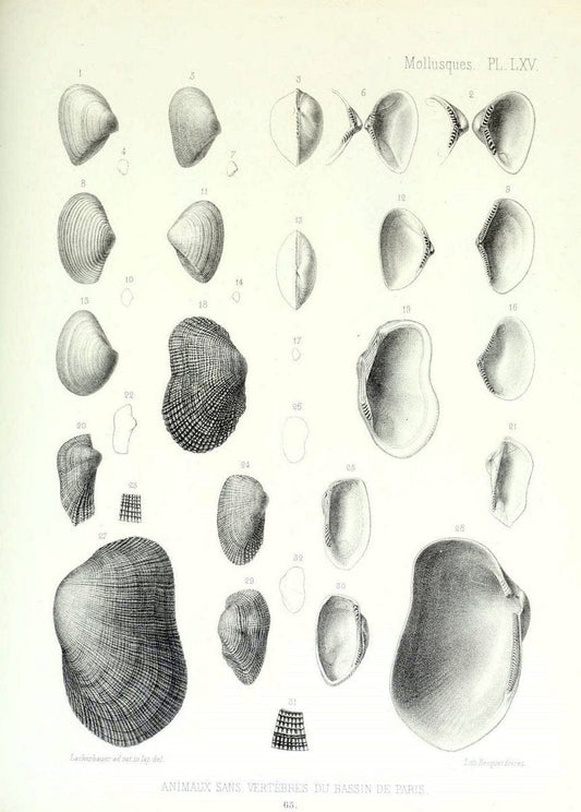 Description des animaux sans vertÃ¨bres dÃ©couverts dans le bassin de Paris :.Paris :Balli | "Mollusks, Fossil" Paleontology "Paris Basin (France)"  | Vintage Print Reproduction 467787