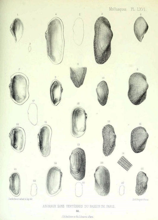 Description des animaux sans vertÃ¨bres dÃ©couverts dans le bassin de Paris :.Paris :Balli | "Mollusks, Fossil" Paleontology "Paris Basin (France)"  | Vintage Print Reproduction 467788