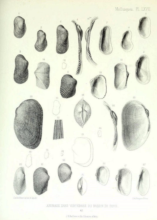 Description des animaux sans vertÃ¨bres dÃ©couverts dans le bassin de Paris :.Paris :Balli | "Mollusks, Fossil" Paleontology "Paris Basin (France)"  | Vintage Print Reproduction 467789