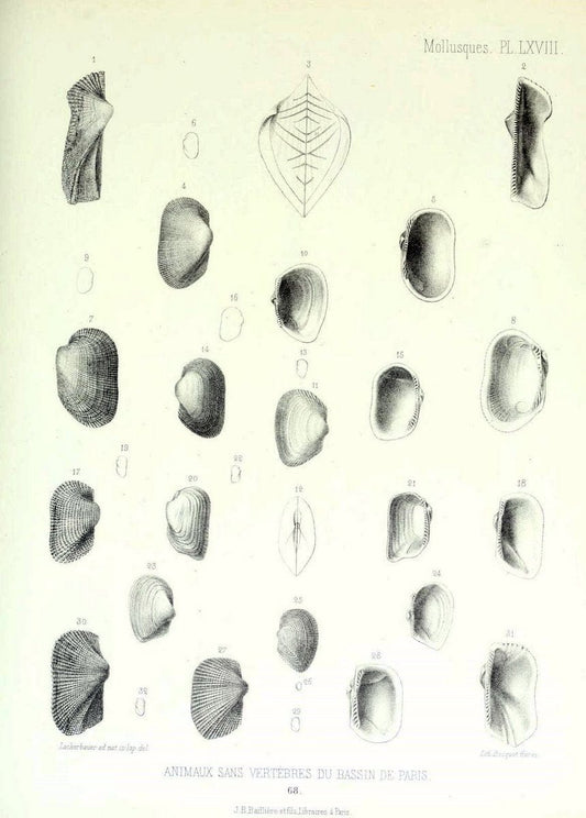 Description des animaux sans vertÃ¨bres dÃ©couverts dans le bassin de Paris :.Paris :Balli | "Mollusks, Fossil" Paleontology "Paris Basin (France)"  | Vintage Print Reproduction 467790