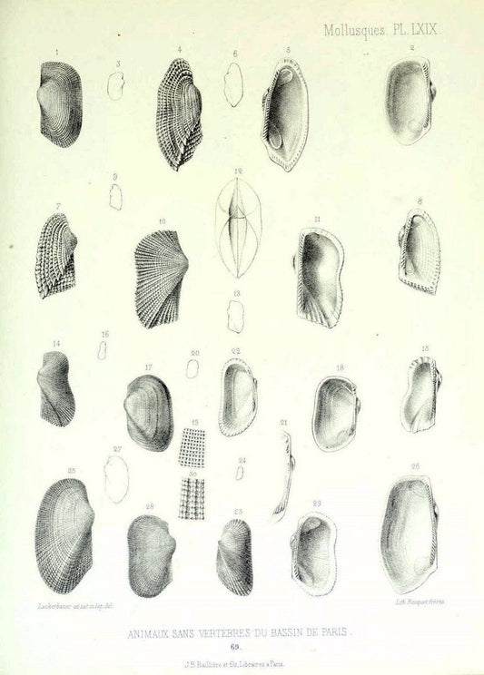 Description des animaux sans vertÃ¨bres dÃ©couverts dans le bassin de Paris :.Paris :Balli | "Mollusks, Fossil" Paleontology "Paris Basin (France)"  | Vintage Print Reproduction 467791