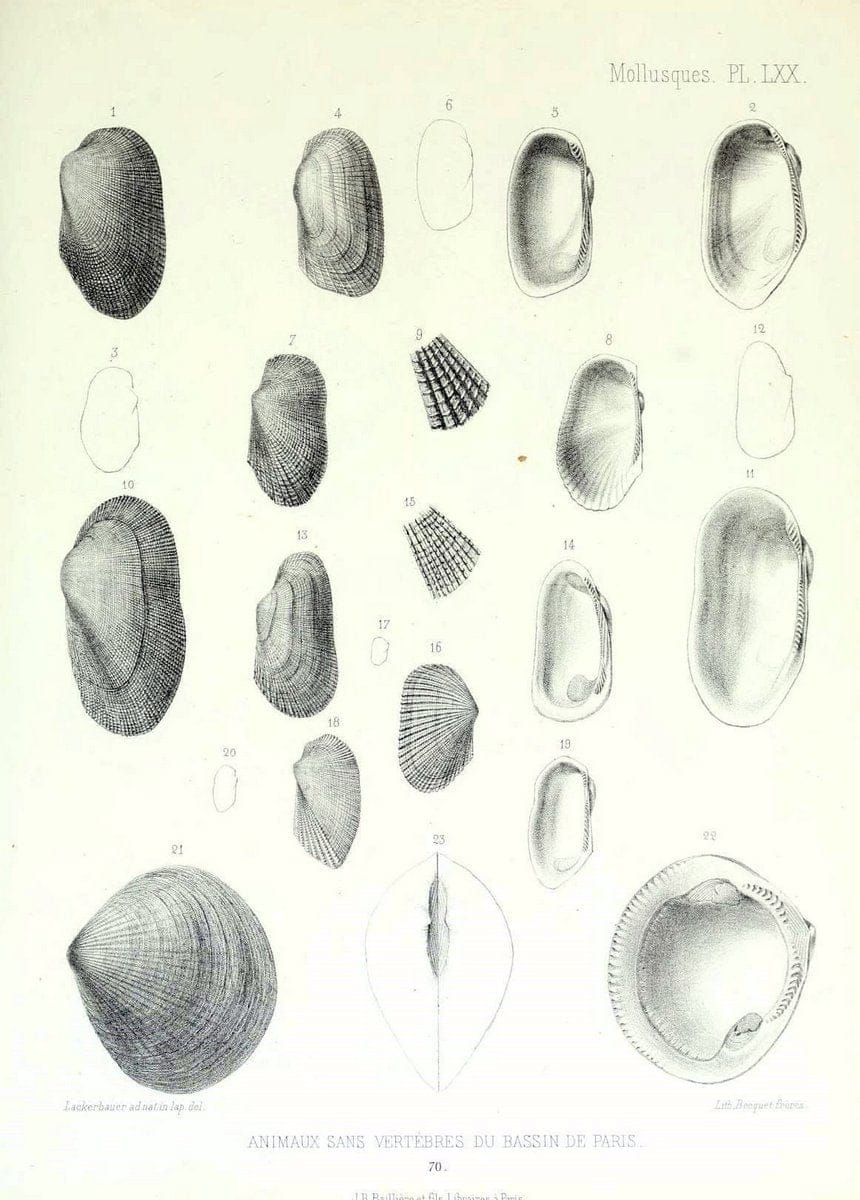 Description des animaux sans vertÃ¨bres dÃ©couverts dans le bassin de Paris :.Paris :Balli | "Mollusks, Fossil" Paleontology "Paris Basin (France)"  | Vintage Print Reproduction 467792