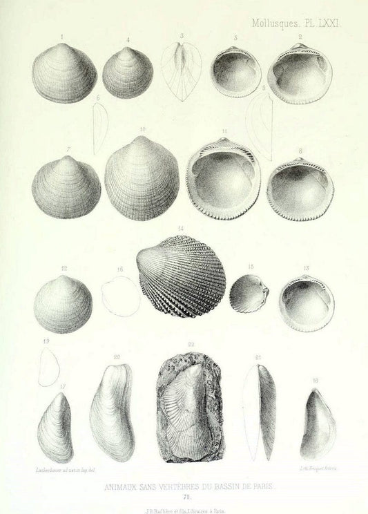 Description des animaux sans vertÃ¨bres dÃ©couverts dans le bassin de Paris :.Paris :Balli | "Mollusks, Fossil" Paleontology "Paris Basin (France)"  | Vintage Print Reproduction 467793