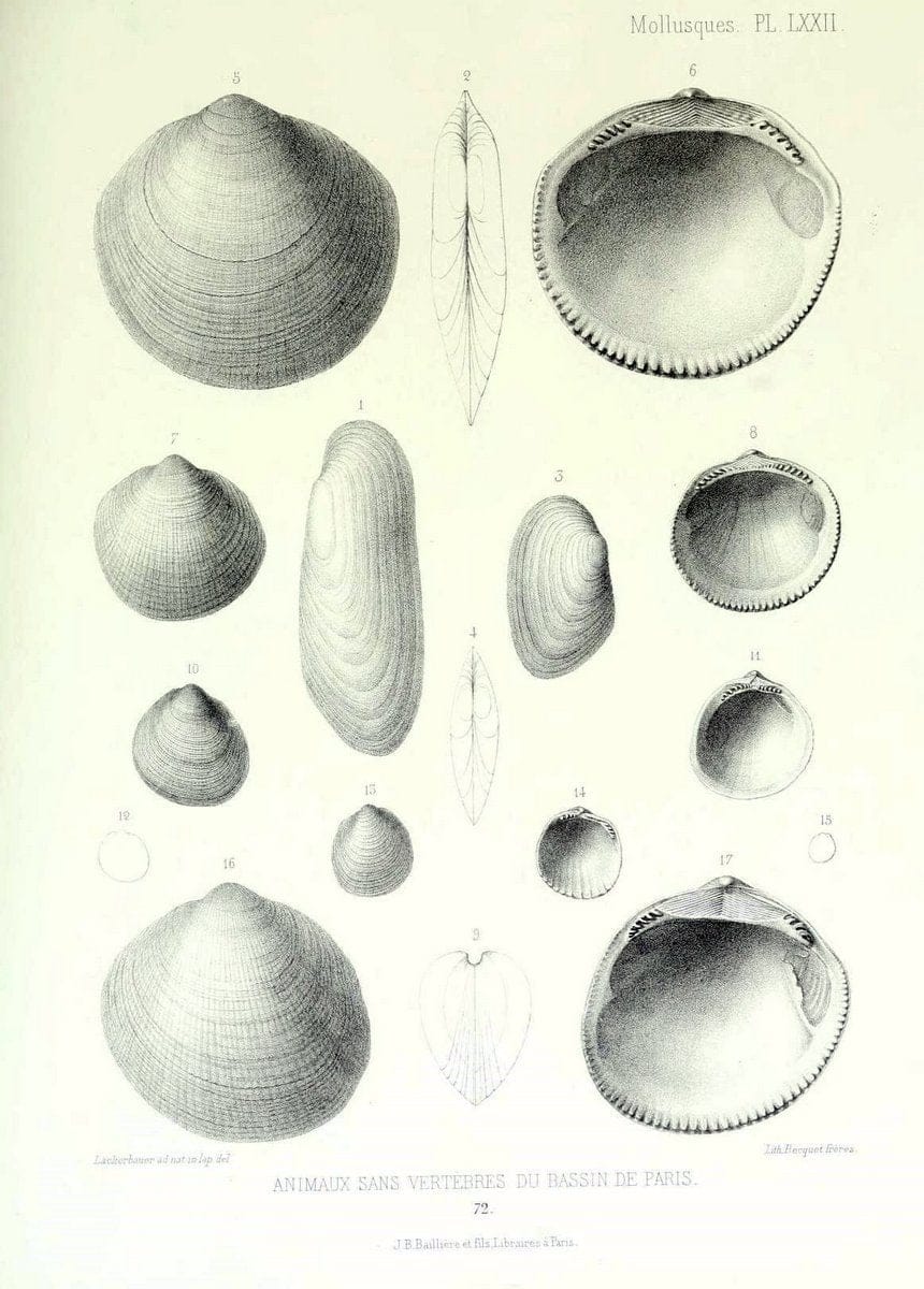 Description des animaux sans vertÃ¨bres dÃ©couverts dans le bassin de Paris :.Paris :Balli | "Mollusks, Fossil" Paleontology "Paris Basin (France)"  | Vintage Print Reproduction 467794