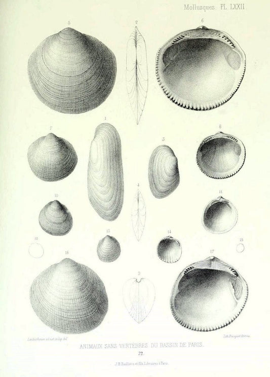 Description des animaux sans vertÃ¨bres dÃ©couverts dans le bassin de Paris :.Paris :Balli | "Mollusks, Fossil" Paleontology "Paris Basin (France)"  | Vintage Print Reproduction 467794