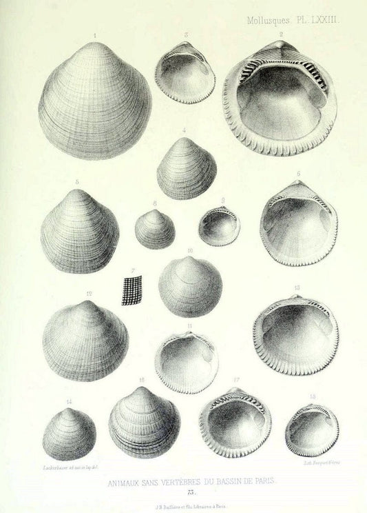 Description des animaux sans vertÃ¨bres dÃ©couverts dans le bassin de Paris :.Paris :Balli | "Mollusks, Fossil" Paleontology "Paris Basin (France)"  | Vintage Print Reproduction 467795