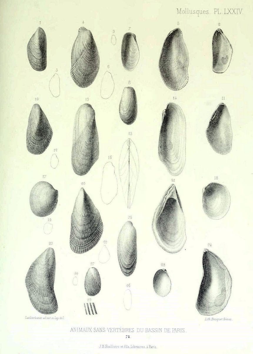 Description des animaux sans vertÃ¨bres dÃ©couverts dans le bassin de Paris :.Paris :Balli | "Mollusks, Fossil" Paleontology "Paris Basin (France)"  | Vintage Print Reproduction 467796