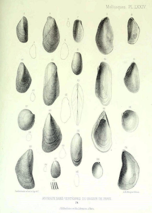 Description des animaux sans vertÃ¨bres dÃ©couverts dans le bassin de Paris :.Paris :Balli | "Mollusks, Fossil" Paleontology "Paris Basin (France)"  | Vintage Print Reproduction 467796