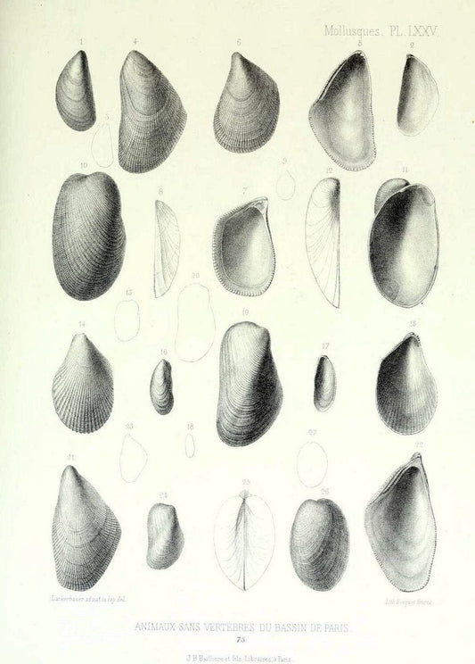 Description des animaux sans vertÃ¨bres dÃ©couverts dans le bassin de Paris :.Paris :Balli | "Mollusks, Fossil" Paleontology "Paris Basin (France)"  | Vintage Print Reproduction 467797