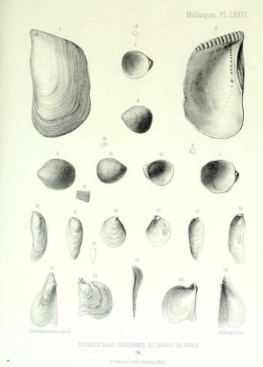 Description des animaux sans vertÃ¨bres dÃ©couverts dans le bassin de Paris :.Paris :Balli | "Mollusks, Fossil" Paleontology "Paris Basin (France)"  | Vintage Print Reproduction 467798