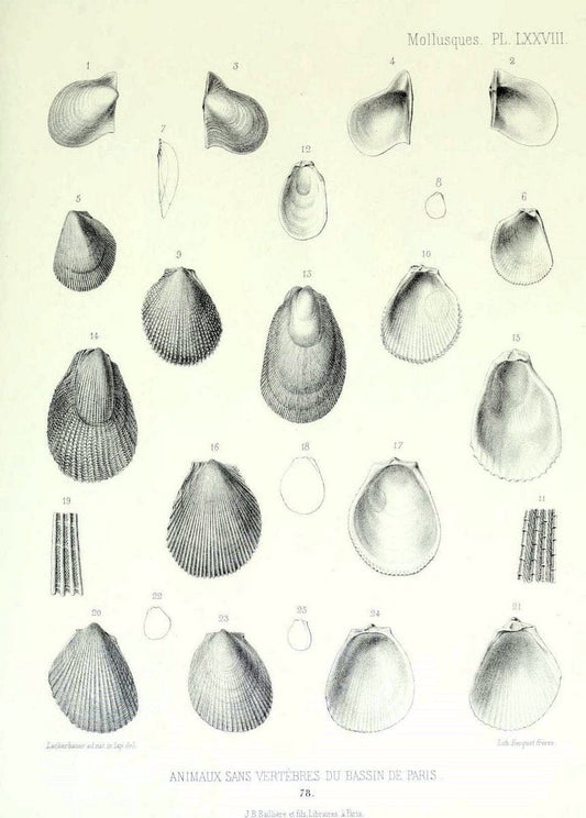 Description des animaux sans vertÃ¨bres dÃ©couverts dans le bassin de Paris :.Paris :Balli | "Mollusks, Fossil" Paleontology "Paris Basin (France)"  | Vintage Print Reproduction 467800
