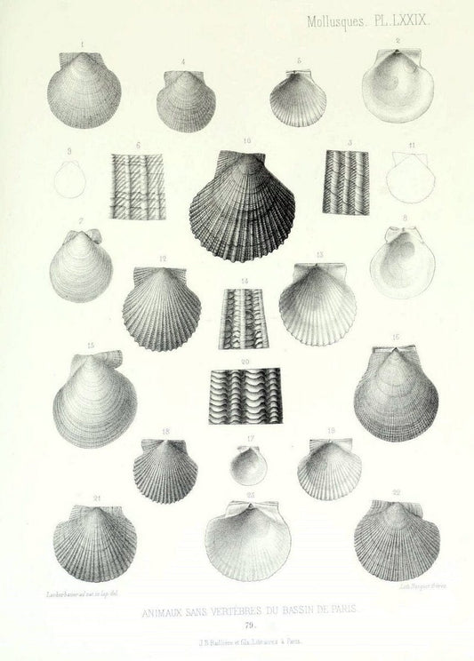 Description des animaux sans vertÃ¨bres dÃ©couverts dans le bassin de Paris :.Paris :Balli | "Mollusks, Fossil" Paleontology "Paris Basin (France)"  | Vintage Print Reproduction 467801