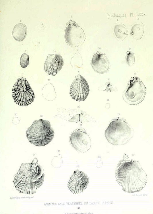 Description des animaux sans vertÃ¨bres dÃ©couverts dans le bassin de Paris :.Paris :Balli | "Mollusks, Fossil" Paleontology "Paris Basin (France)"  | Vintage Print Reproduction 467802