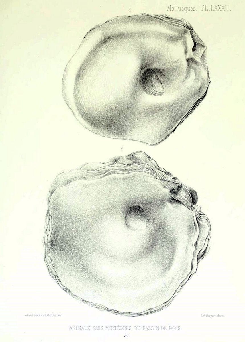 Dragable Image