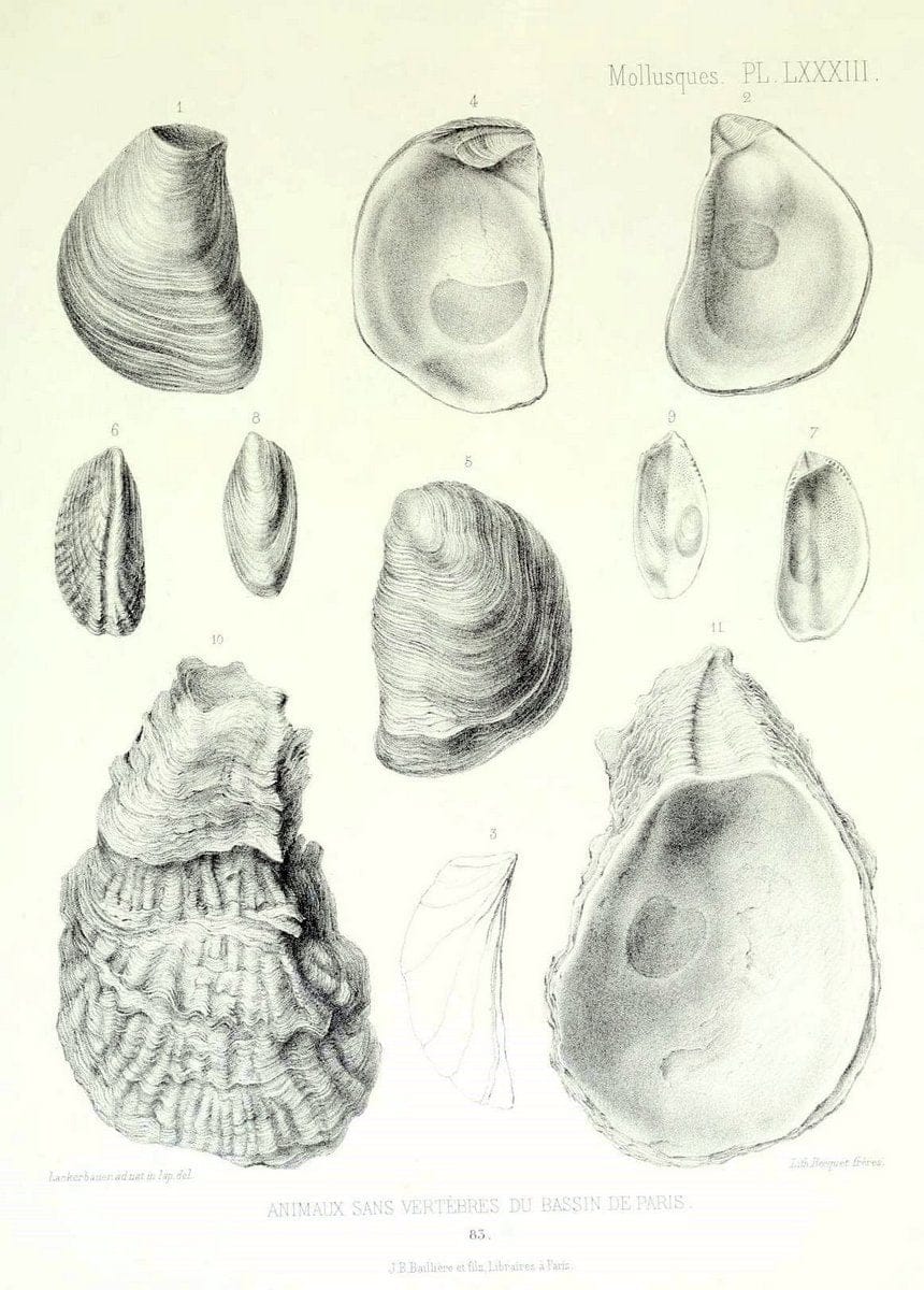Description des animaux sans vertÃ¨bres dÃ©couverts dans le bassin de Paris :.Paris :Balli | "Mollusks, Fossil" Paleontology "Paris Basin (France)"  | Vintage Print Reproduction 467805