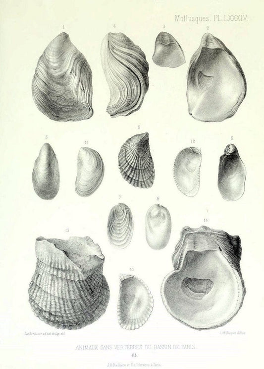 Description des animaux sans vertÃ¨bres dÃ©couverts dans le bassin de Paris :.Paris :Balli | "Mollusks, Fossil" Paleontology "Paris Basin (France)"  | Vintage Print Reproduction 467806