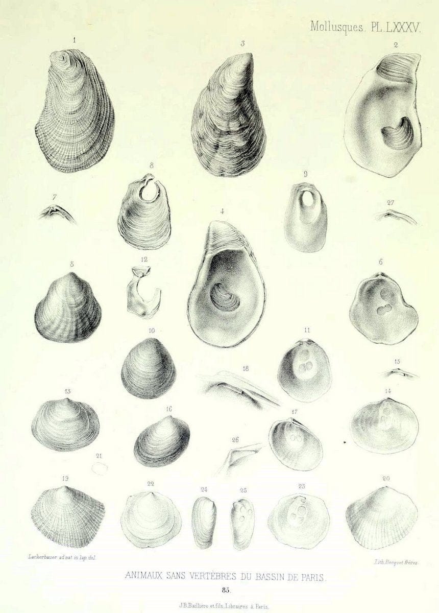 Description des animaux sans vertÃ¨bres dÃ©couverts dans le bassin de Paris :.Paris :Balli | "Mollusks, Fossil" Paleontology "Paris Basin (France)"  | Vintage Print Reproduction 467807