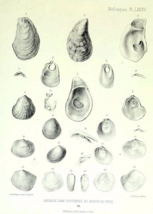 Description des animaux sans vertÃ¨bres dÃ©couverts dans le bassin de Paris :.Paris :Balli | "Mollusks, Fossil" Paleontology "Paris Basin (France)"  | Vintage Print Reproduction 467807