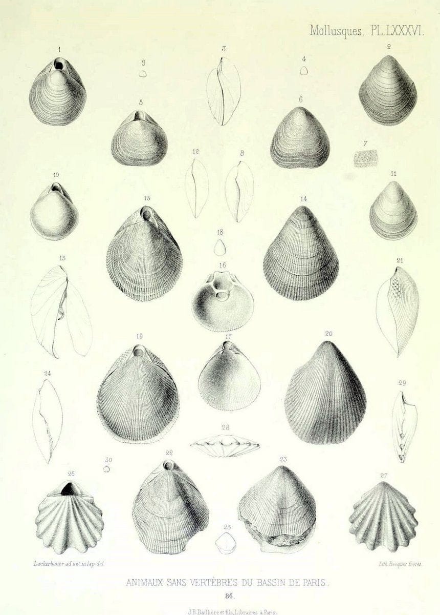 Description des animaux sans vertÃ¨bres dÃ©couverts dans le bassin de Paris :.Paris :Balli | "Mollusks, Fossil" Paleontology "Paris Basin (France)"  | Vintage Print Reproduction 467808