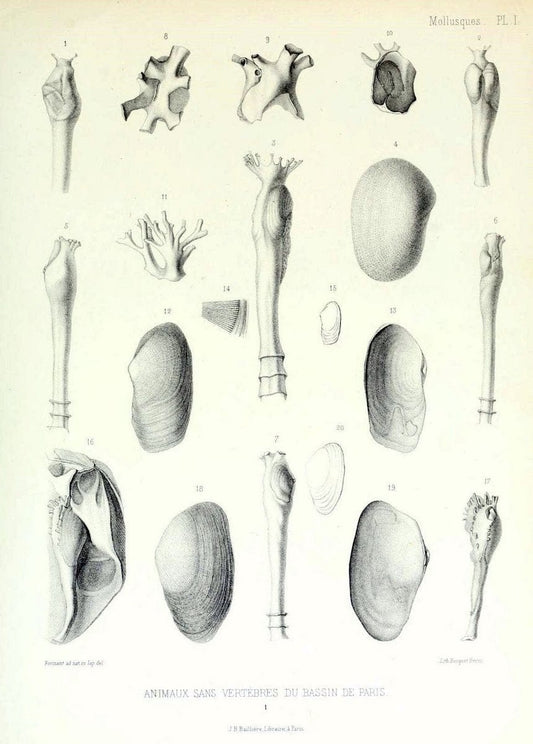 Description des animaux sans vertÃ¨bres dÃ©couverts dans le bassin de Paris :.Paris :Balli | "Mollusks, Fossil" Paleontology "Paris Basin (France)"  | Vintage Print Reproduction 467810