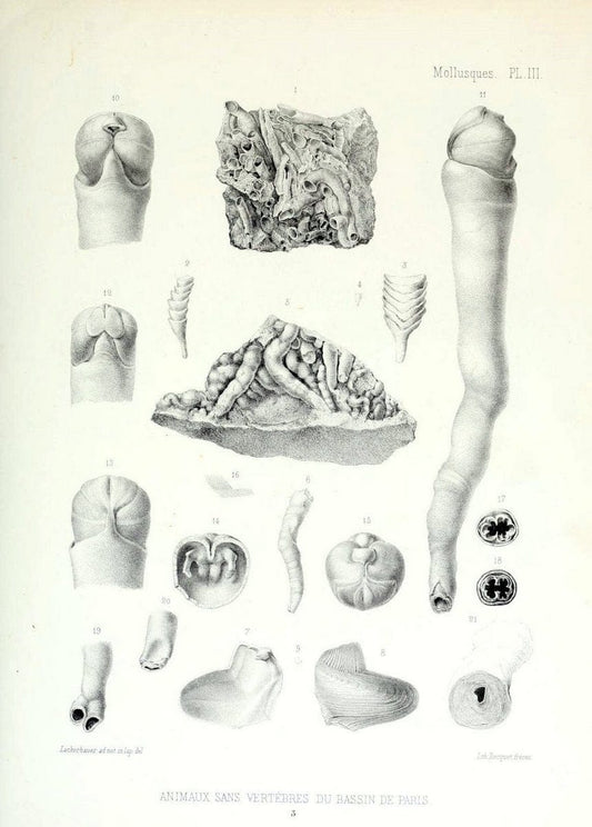 Description des animaux sans vertÃ¨bres dÃ©couverts dans le bassin de Paris :.Paris :Balli | "Mollusks, Fossil" Paleontology "Paris Basin (France)"  | Vintage Print Reproduction 467812