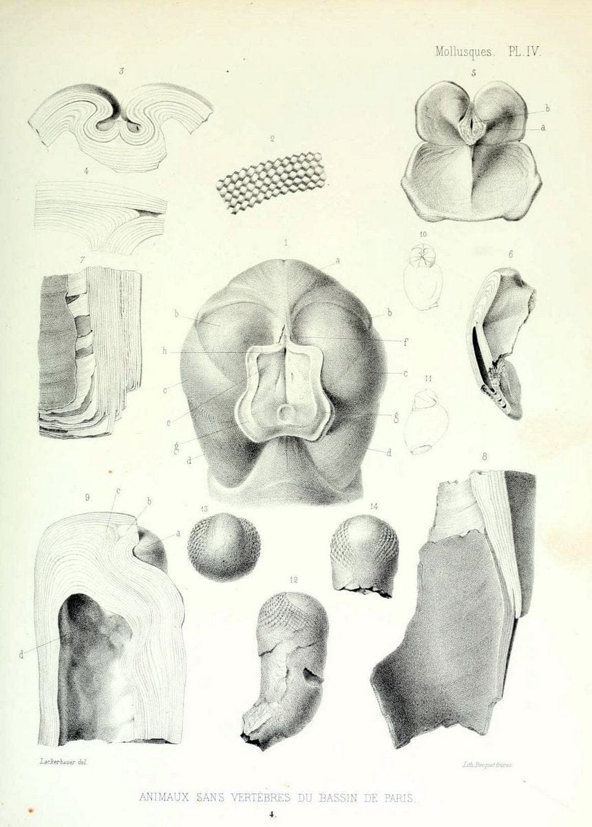 Description des animaux sans vertÃ¨bres dÃ©couverts dans le bassin de Paris :.Paris :Balli | "Mollusks, Fossil" Paleontology "Paris Basin (France)"  | Vintage Print Reproduction 467813