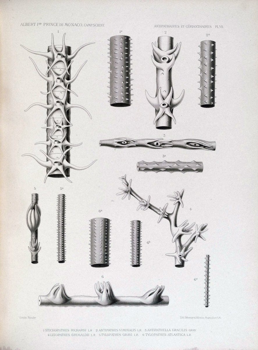 Description des Antipathaires et CeÃŒÂrianthaires recueillis par S.A.S. le Prince de Monaco dans l'Atlantique nord..Monaco,1905.. |  | Vintage Print Reproduction 467820