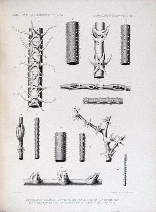 Description des Antipathaires et CeÃŒÂrianthaires recueillis par S.A.S. le Prince de Monaco dans l'Atlantique nord..Monaco,1905.. |  | Vintage Print Reproduction 467820