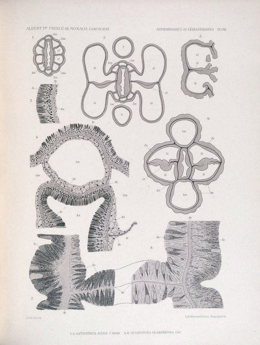 Description des Antipathaires et CeÃŒÂrianthaires recueillis par S.A.S. le Prince de Monaco dans l'Atlantique nord..Monaco,1905.. |  | Vintage Print Reproduction 467821