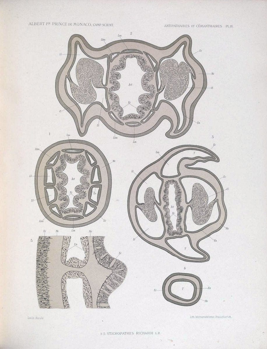 Dragable Image