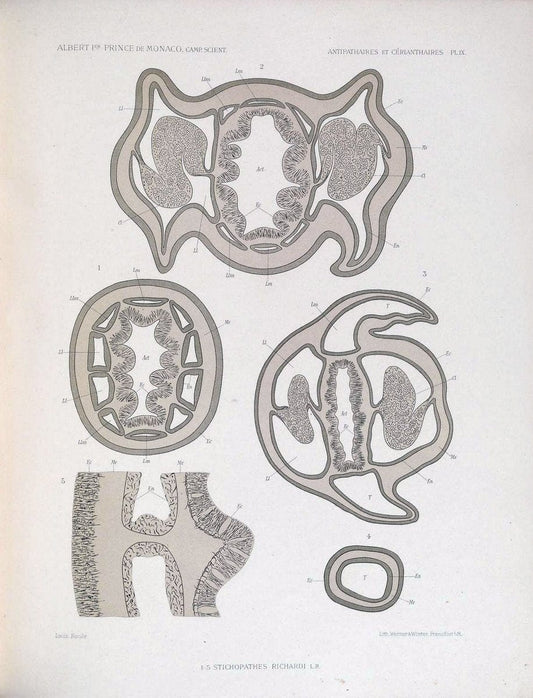 Description des Antipathaires et CeÃŒÂrianthaires recueillis par S.A.S. le Prince de Monaco dans l'Atlantique nord..Monaco,1905.. |  | Vintage Print Reproduction 467822