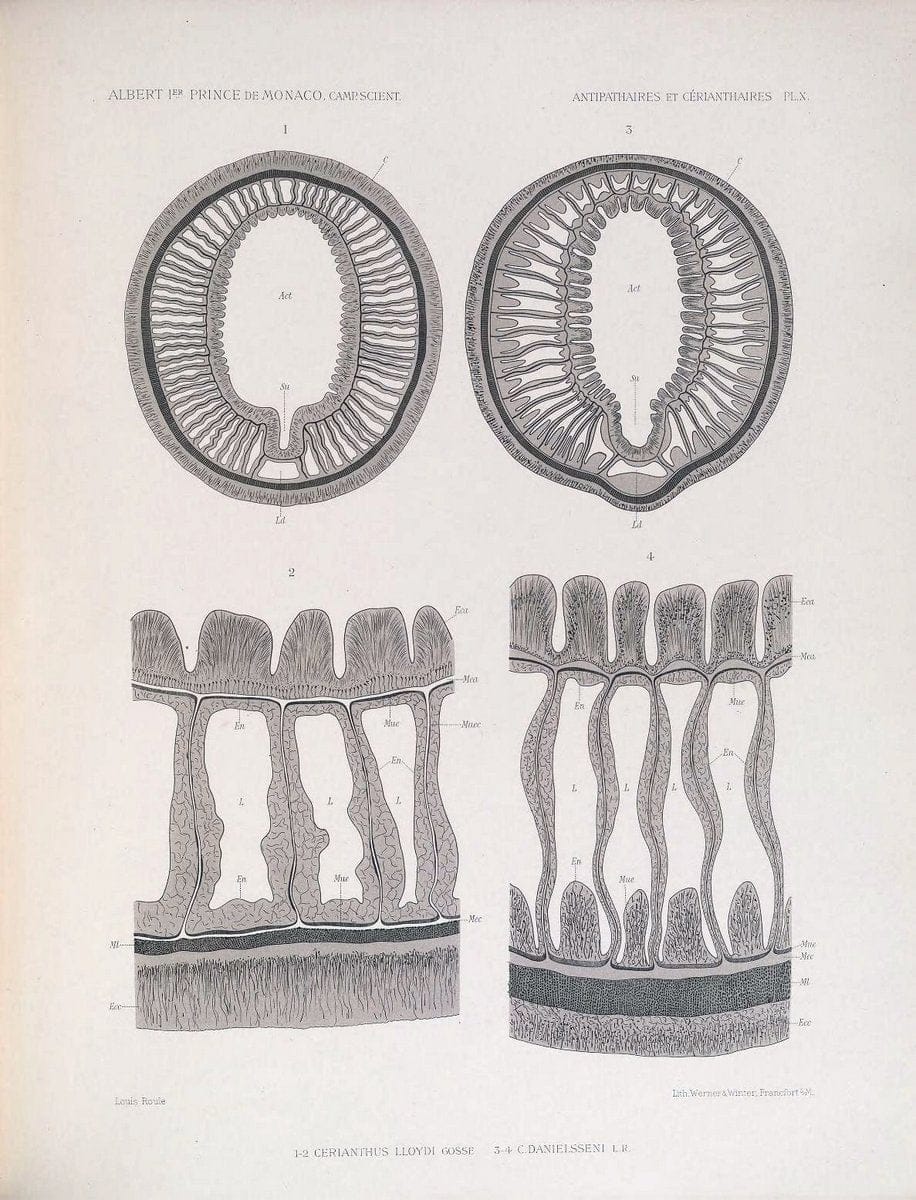 Dragable Image