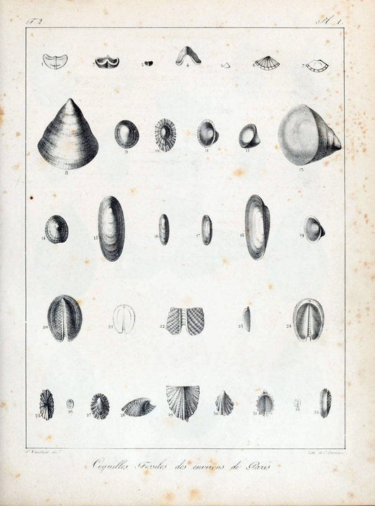 Description des coquilles fossiles des environs de Paris /.Paris :L'auteur, chez Bechet | "Bivalves, Fossil" France "Mollusks, Fossil" Paleontology "Paris Basin"  | Vintage Print Reproduction 467824
