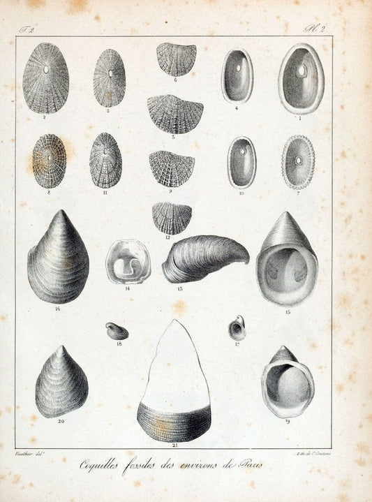 Description des coquilles fossiles des environs de Paris /.Paris :L'auteur, chez Bechet | "Bivalves, Fossil" France "Mollusks, Fossil" Paleontology "Paris Basin"  | Vintage Print Reproduction 467825