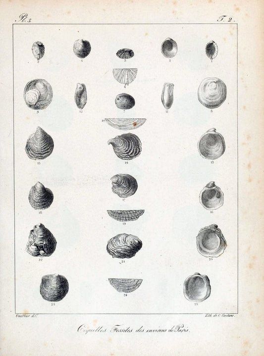 Description des coquilles fossiles des environs de Paris /.Paris :L'auteur, chez Bechet | "Bivalves, Fossil" France "Mollusks, Fossil" Paleontology "Paris Basin"  | Vintage Print Reproduction 467826