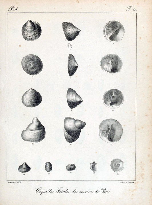 Description des coquilles fossiles des environs de Paris /.Paris :L'auteur, chez Bechet | "Bivalves, Fossil" France "Mollusks, Fossil" Paleontology "Paris Basin"  | Vintage Print Reproduction 467827