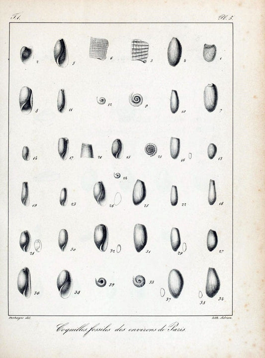 Description des coquilles fossiles des environs de Paris /.Paris :L'auteur, chez Bechet | "Bivalves, Fossil" France "Mollusks, Fossil" Paleontology "Paris Basin"  | Vintage Print Reproduction 467828