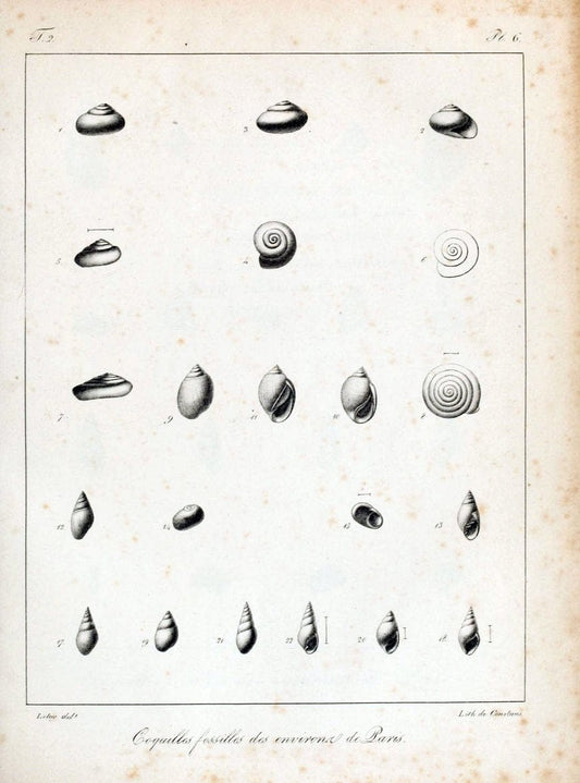 Description des coquilles fossiles des environs de Paris /.Paris :L'auteur, chez Bechet | "Bivalves, Fossil" France "Mollusks, Fossil" Paleontology "Paris Basin"  | Vintage Print Reproduction 467829
