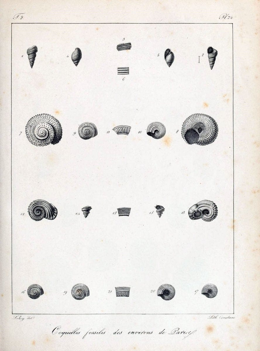 Description des coquilles fossiles des environs de Paris/.Paris:L'auteur, chez Bechet jeune [etc.]1824-[1837]. |  | Vintage Print Reproduction 467830