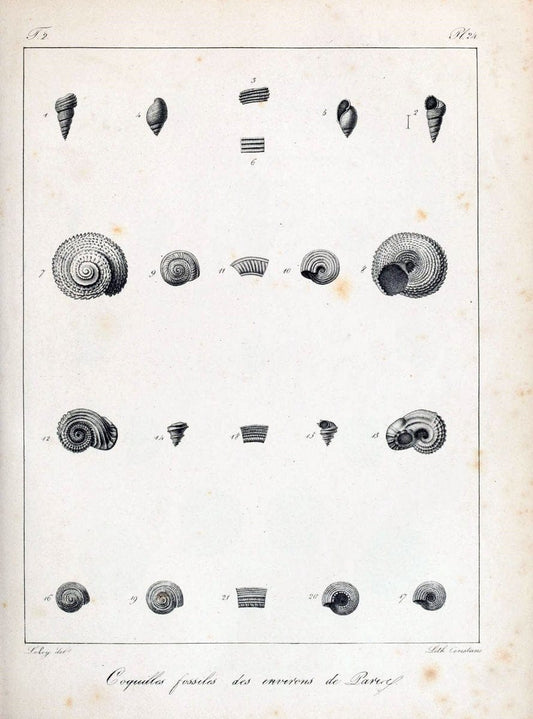 Description des coquilles fossiles des environs de Paris/.Paris:L'auteur, chez Bechet jeune [etc.]1824-[1837]. |  | Vintage Print Reproduction 467830