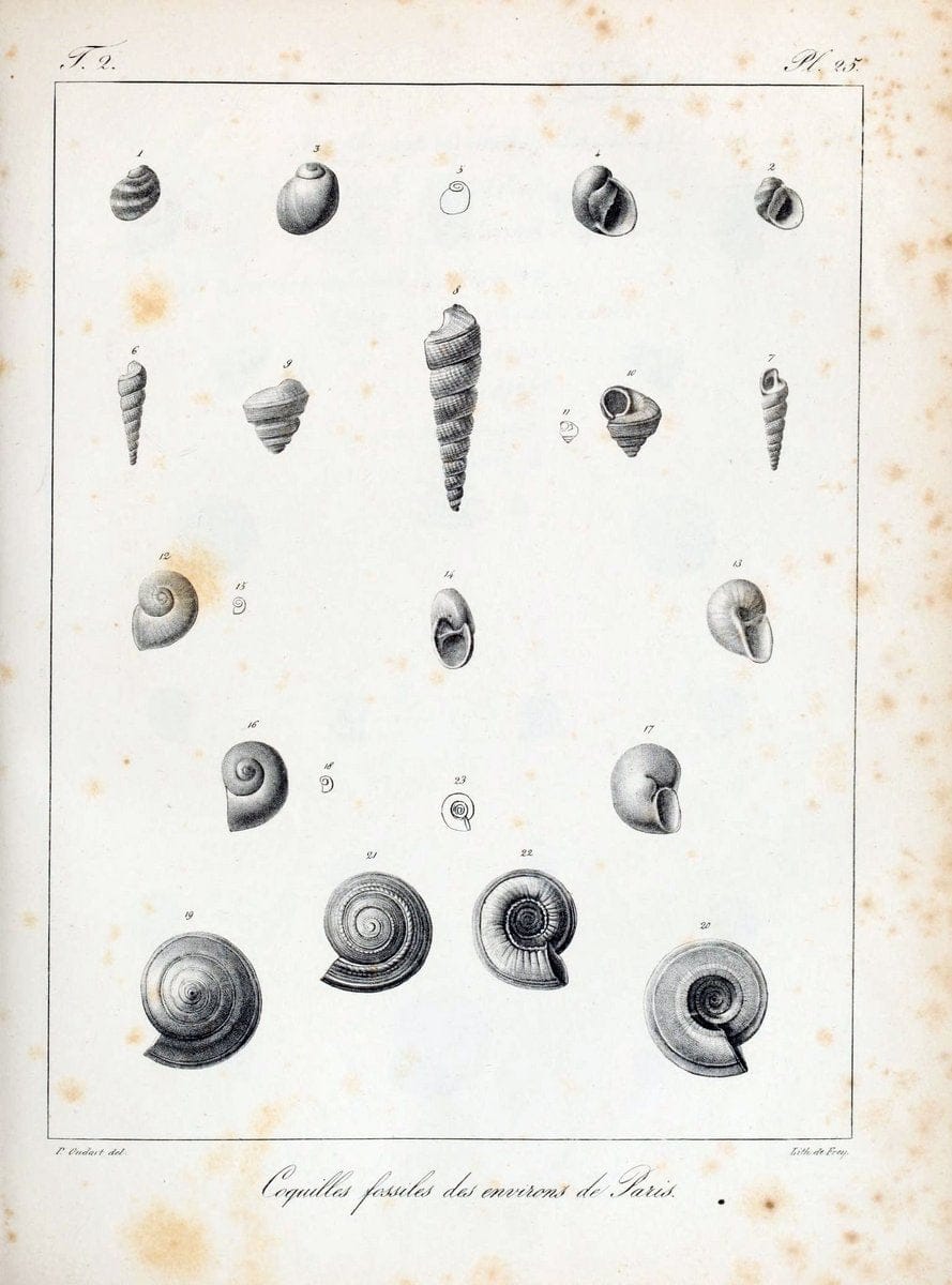 Description des coquilles fossiles des environs de Paris/.Paris:L'auteur, chez Bechet jeune [etc.]1824-[1837]. |  | Vintage Print Reproduction 467831