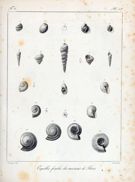 Description des coquilles fossiles des environs de Paris/.Paris:L'auteur, chez Bechet jeune [etc.]1824-[1837]. |  | Vintage Print Reproduction 467831