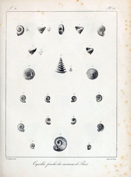 Description des coquilles fossiles des environs de Paris/.Paris:L'auteur, chez Bechet jeune [etc.]1824-[1837]. |  | Vintage Print Reproduction 467832