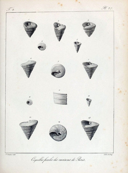 Description des coquilles fossiles des environs de Paris/.Paris:L'auteur, chez Bechet jeune [etc.]1824-[1837]. |  | Vintage Print Reproduction 467833