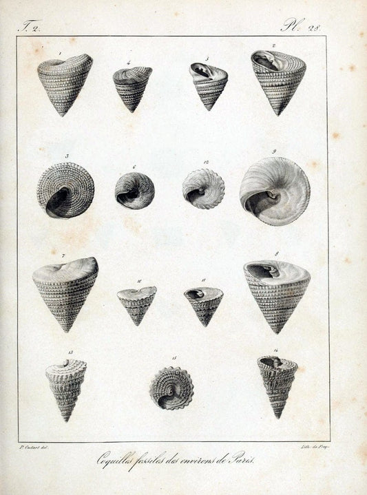 Description des coquilles fossiles des environs de Paris/.Paris:L'auteur, chez Bechet jeune [etc.]1824-[1837]. |  | Vintage Print Reproduction 467834