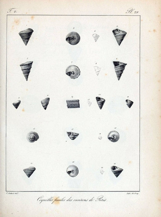 Description des coquilles fossiles des environs de Paris/.Paris:L'auteur, chez Bechet jeune [etc.]1824-[1837]. |  | Vintage Print Reproduction 467835