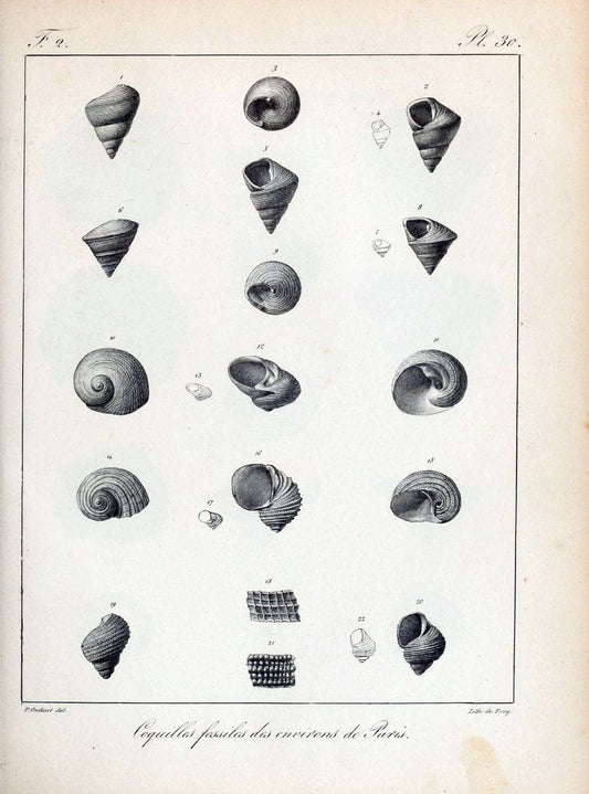Description des coquilles fossiles des environs de Paris/.Paris:L'auteur, chez Bechet jeune [etc.]1824-[1837]. |  | Vintage Print Reproduction 467836