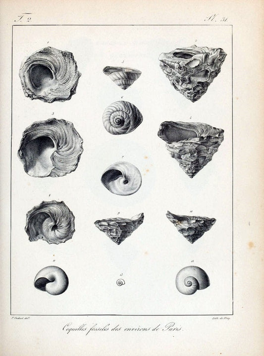 Description des coquilles fossiles des environs de Paris/.Paris:L'auteur, chez Bechet jeune [etc.]1824-[1837]. |  | Vintage Print Reproduction 467837