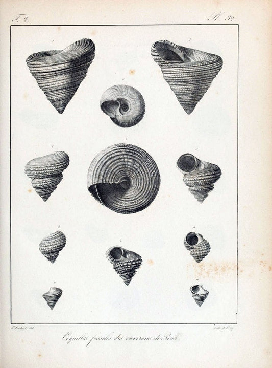 Description des coquilles fossiles des environs de Paris/.Paris:L'auteur, chez Bechet jeune [etc.]1824-[1837]. |  | Vintage Print Reproduction 467838